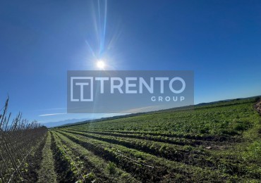 FINCA FLORENCIA